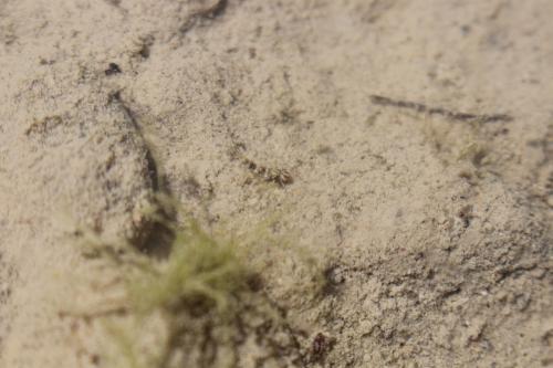 Cloeoninae